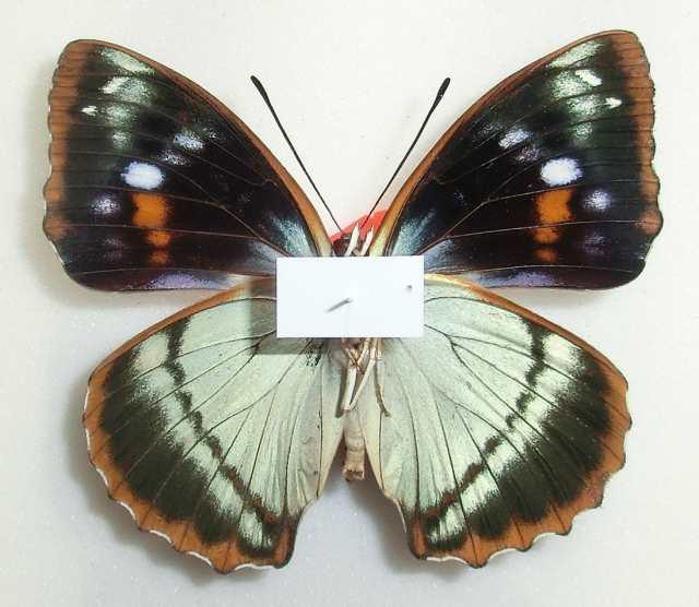 Mimathyma schrenckii (aberration, verso, heilongjiang,china) (Internet Image property of respective owner, non-commercial use only)